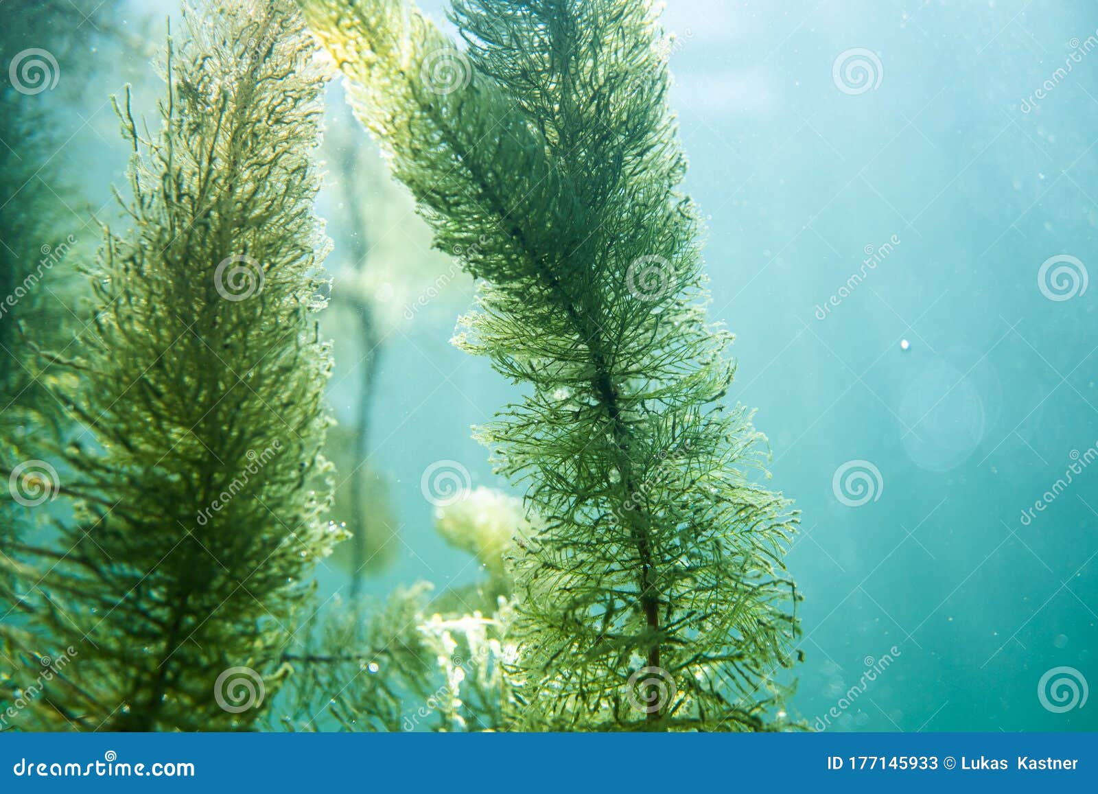 Underwater Flora. Underwater Plants Rivers, Lakes, Pond Stock Image