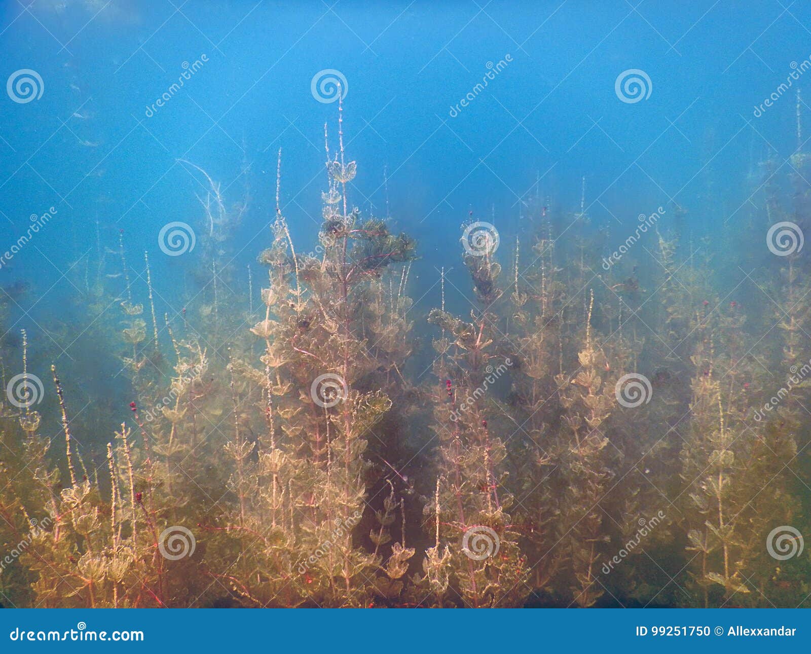 Underwater Flora. Underwater Plants Rivers, Lakes, Pond. Stock Photo
