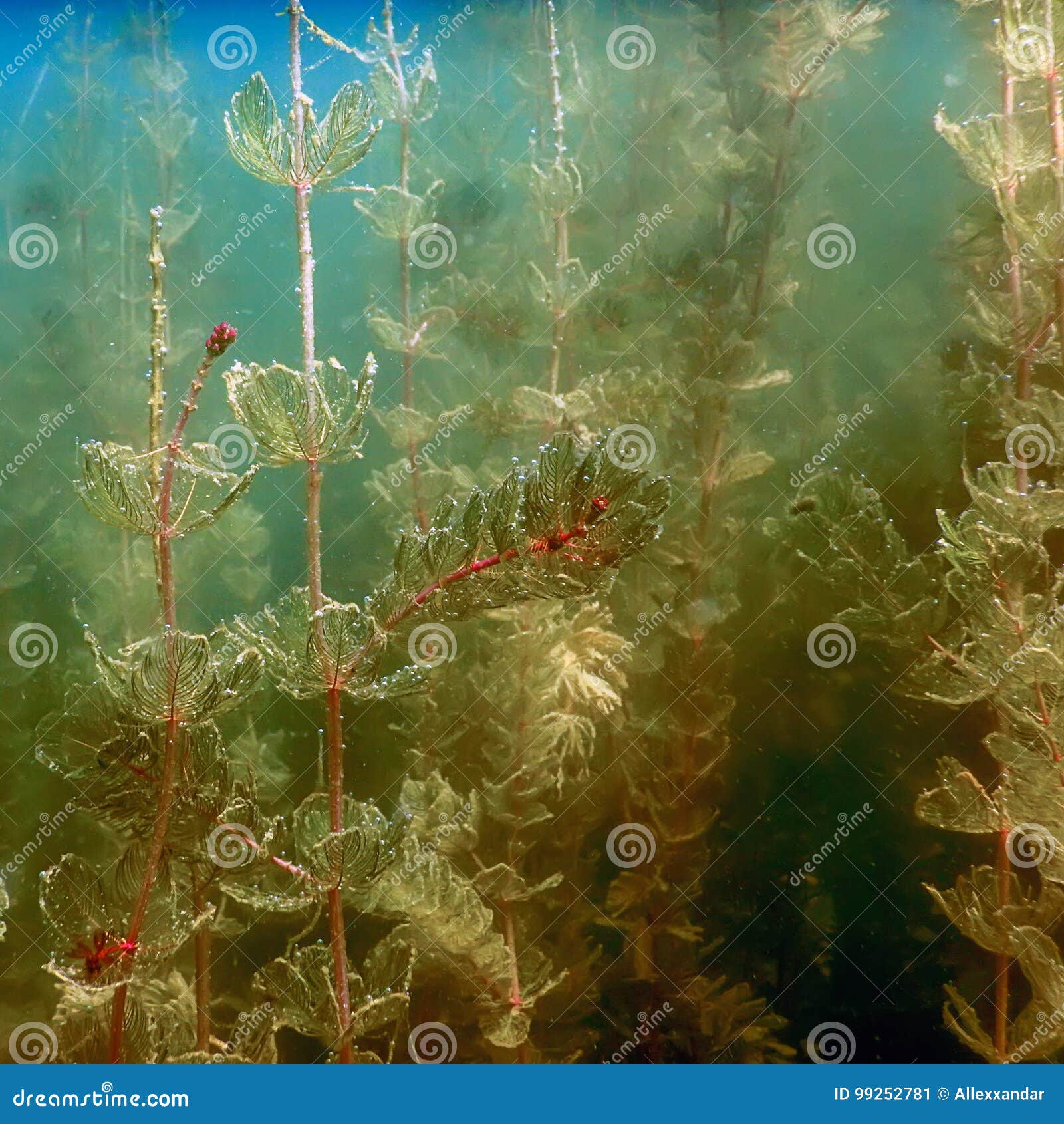 Underwater Flora. Underwater Plants Rivers, Lakes, Pond. Stock Image