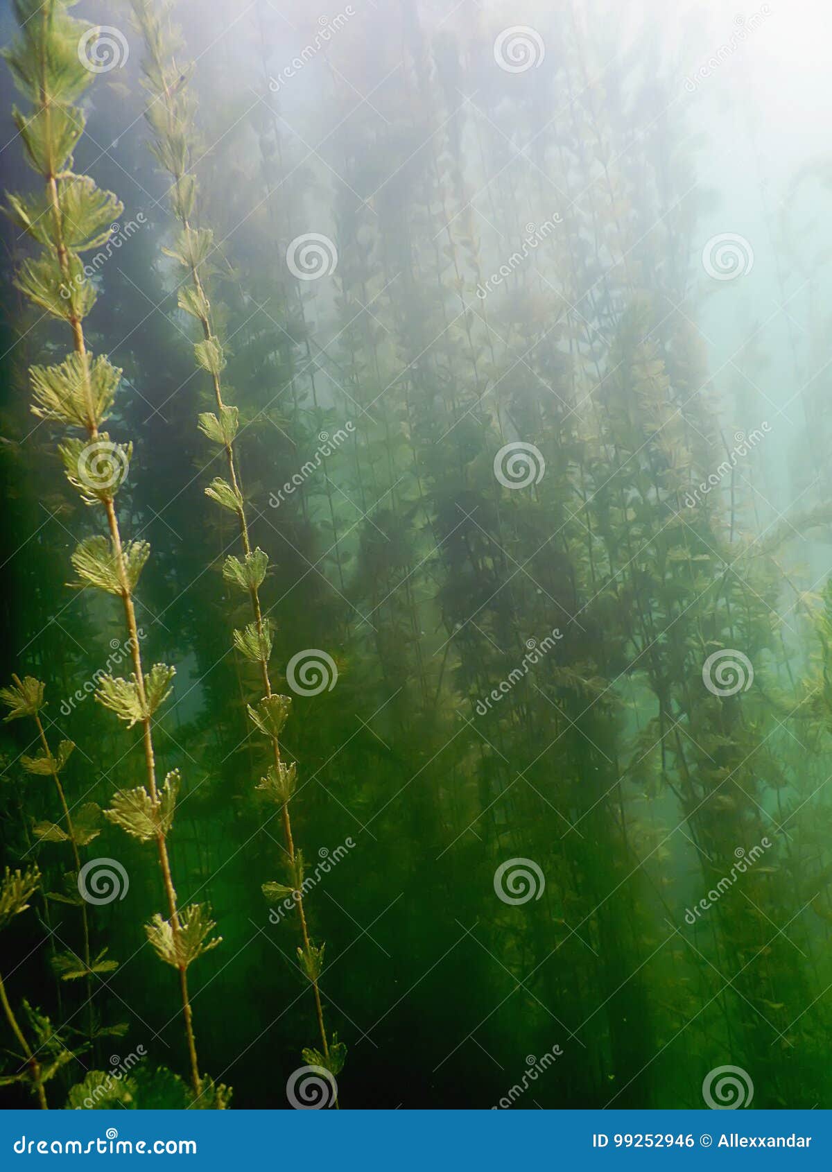 Underwater Flora. Underwater Plants Rivers, Lakes, Pond. Stock Photo
