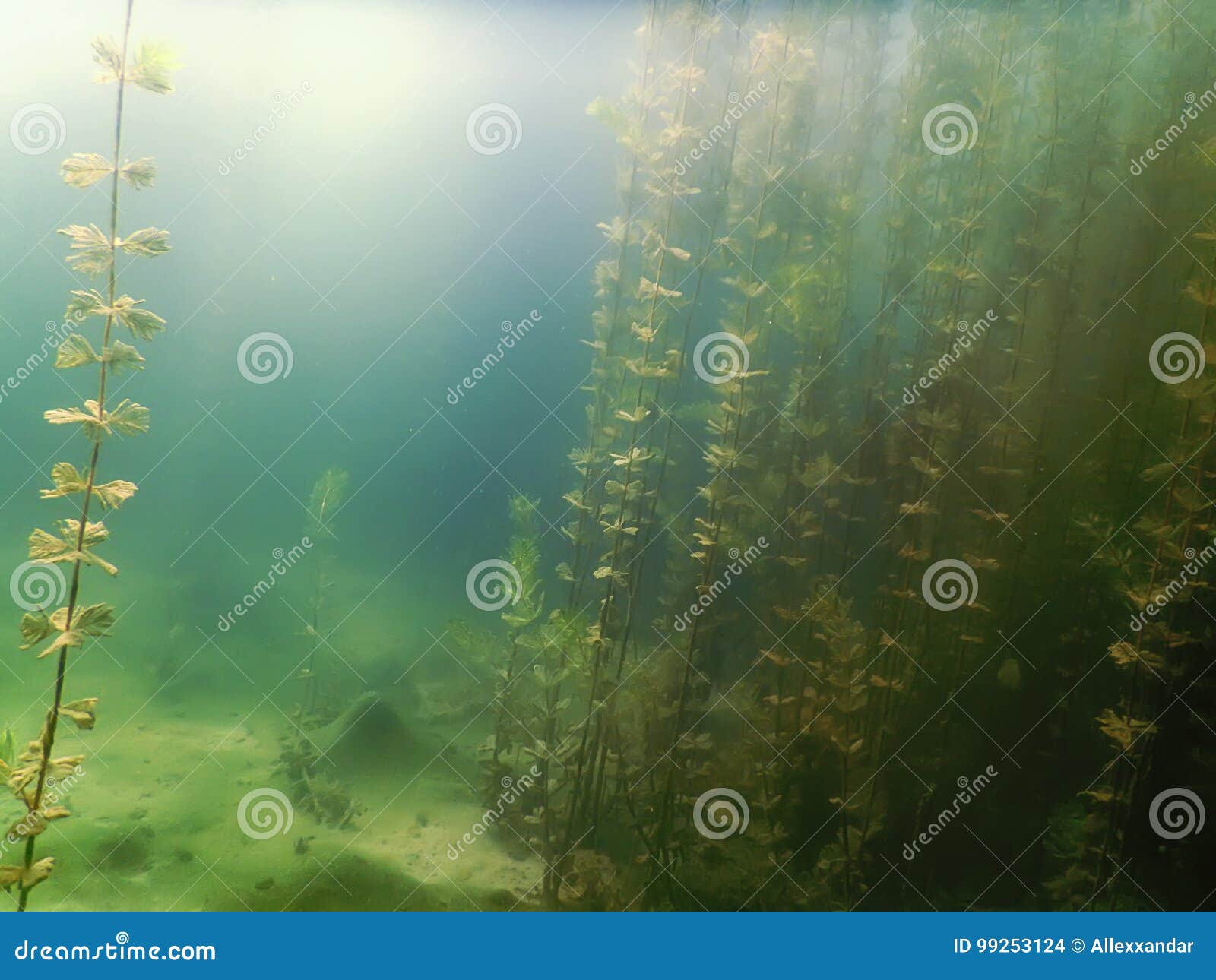 Underwater Flora. Underwater Plants Rivers, Lakes, Pond. Stock Photo