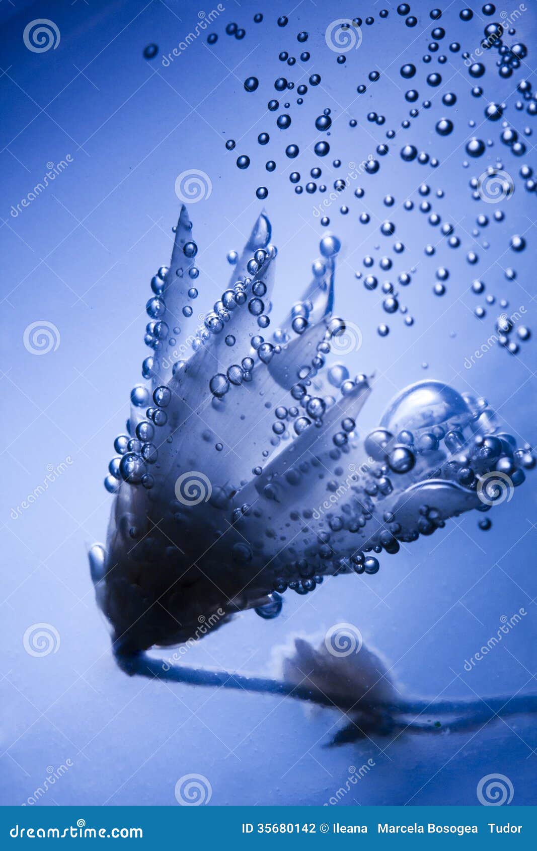 Underwater Flower Stock Photography Image 35680142
