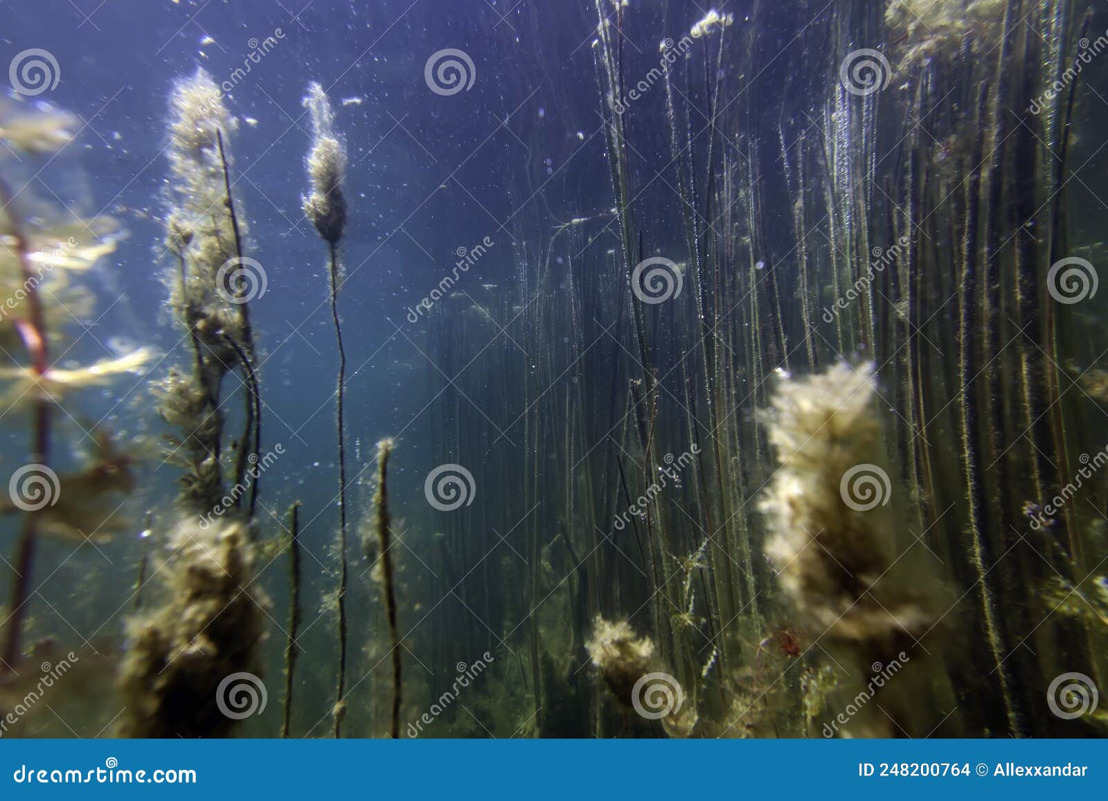 Underwater Freshwater Flora, Underwater Landscape Stock Photo Image