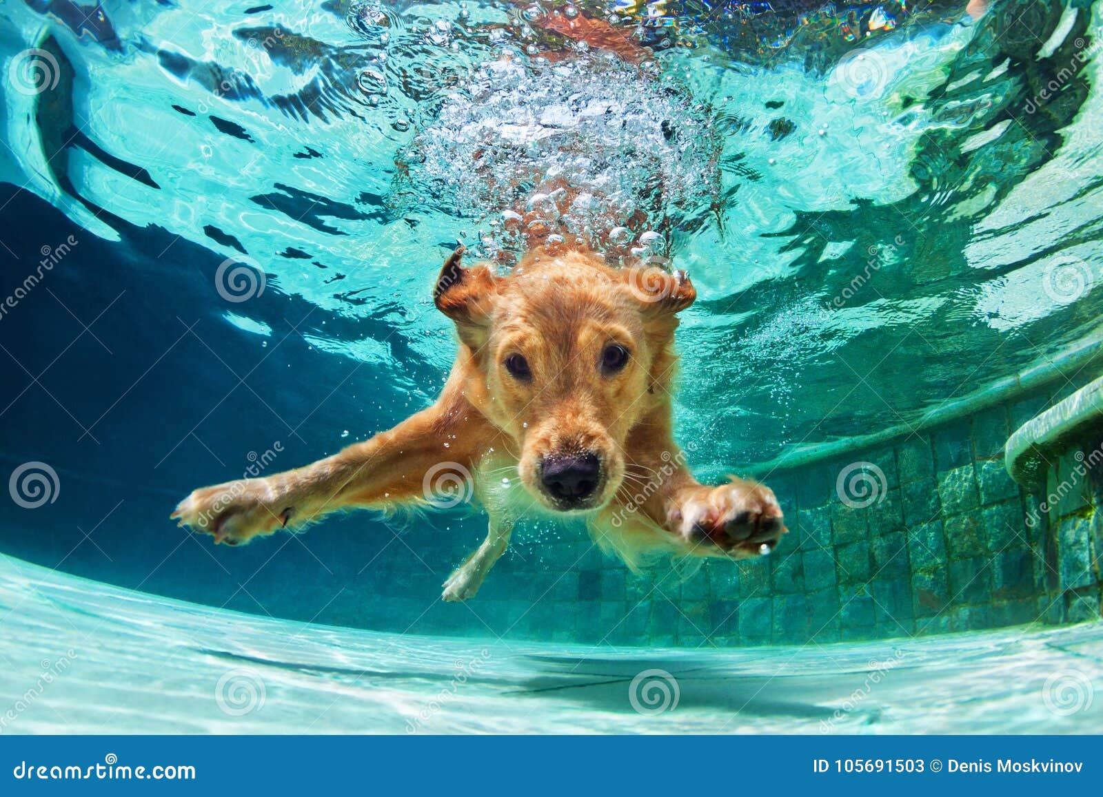 dog diving underwater in swimming pool.