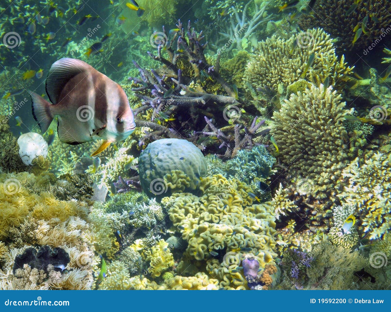 underwater garden, great barrier reef, australia