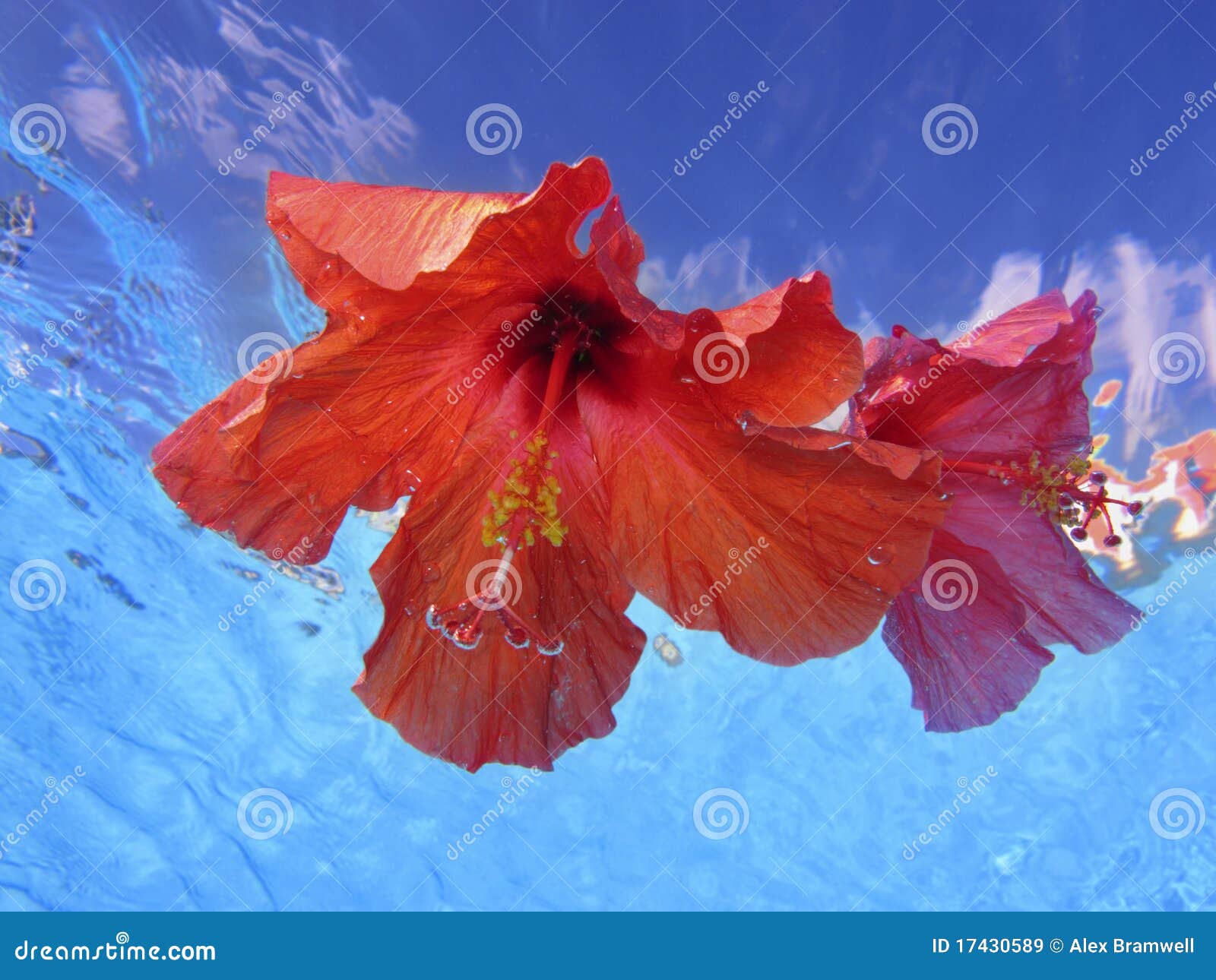 Underwater Hibiscus Flowers Stock Image Image of underwater, exotic