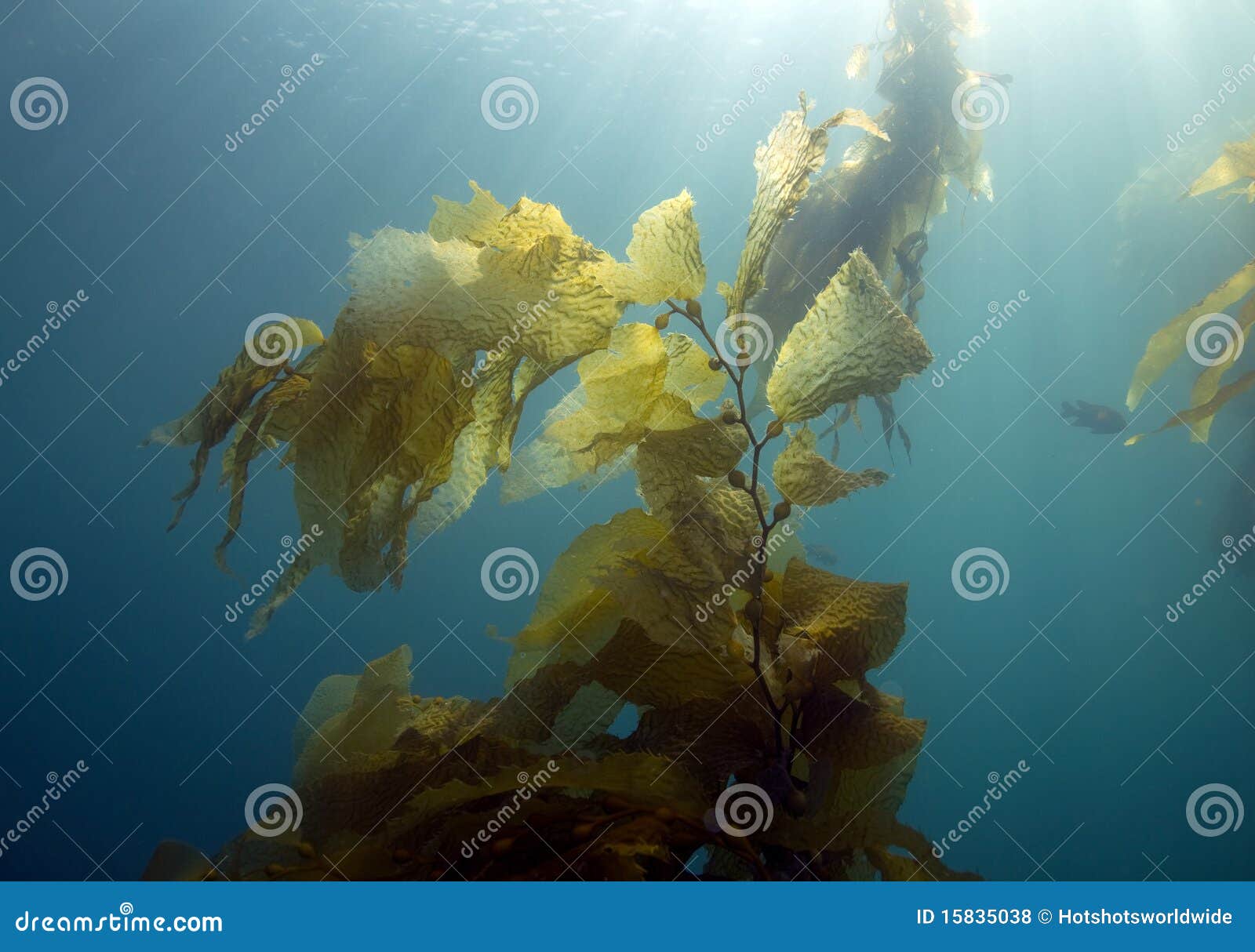 underwater kelp forest,catalina island,california