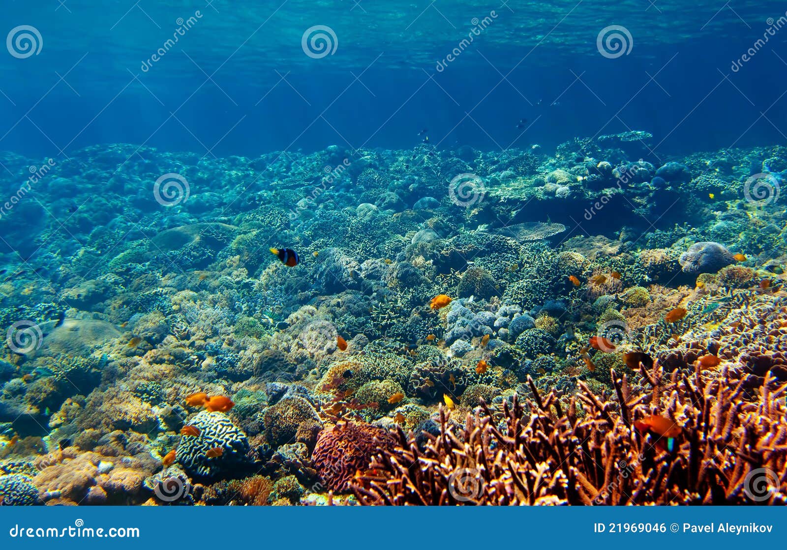 Underwater landscape stock photo. Image of ocean, color 21969046
