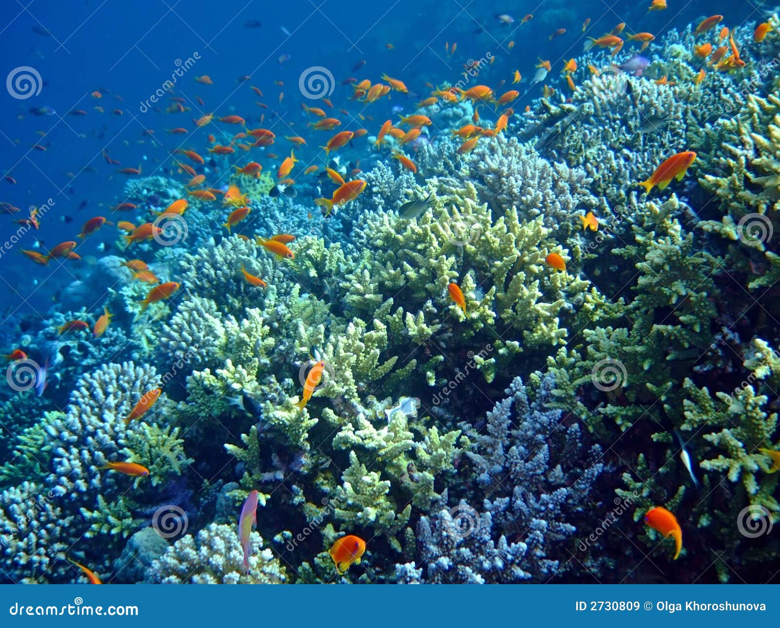 Underwater landscape stock image. Image of golden, snorkel - 2730809