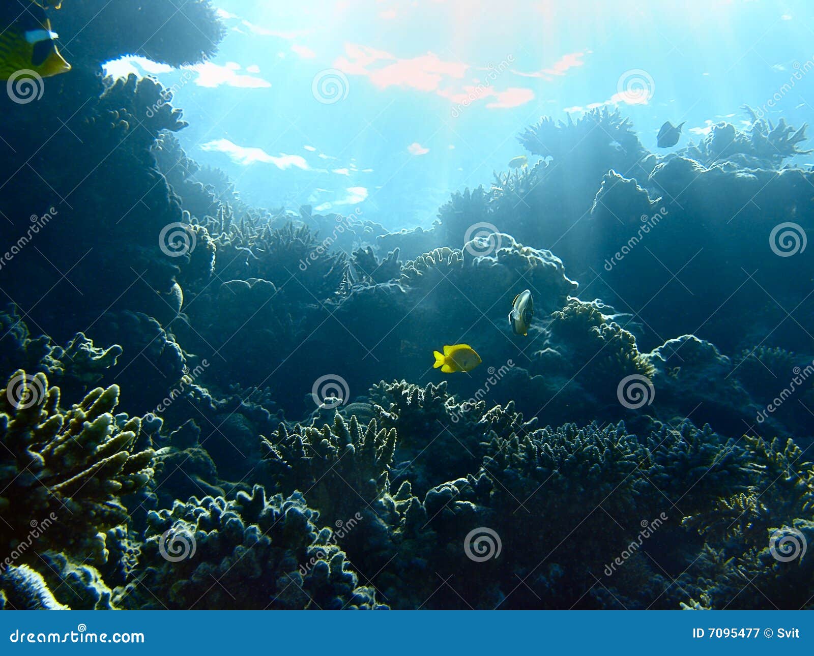 Underwater Landscape Royalty Free Stock Photography Image 7095477