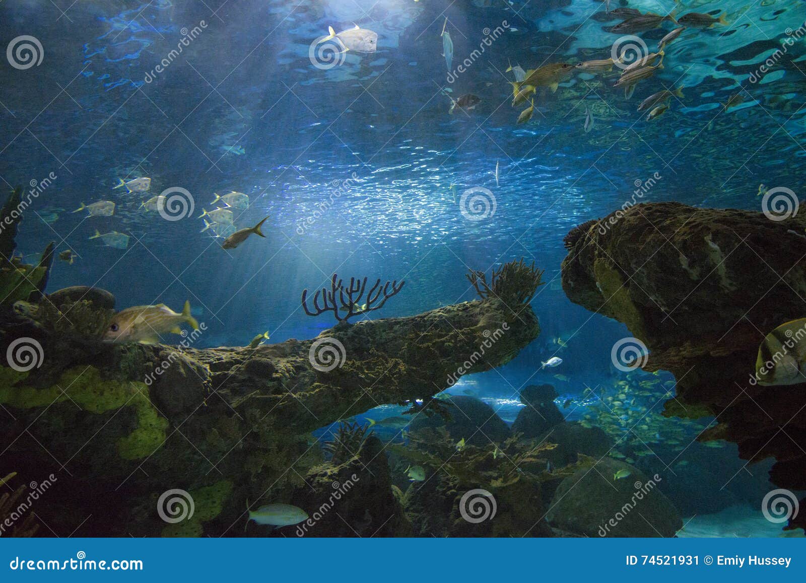 Underwater Landscape stock image. Image of deep, sunshine 74521931