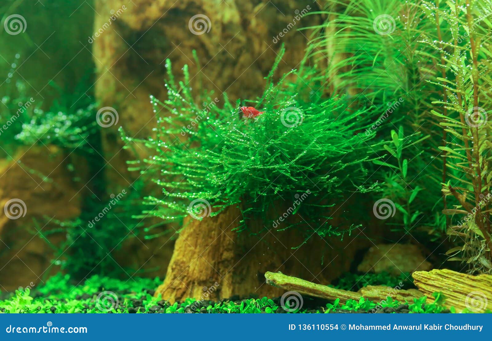 planted aquarium