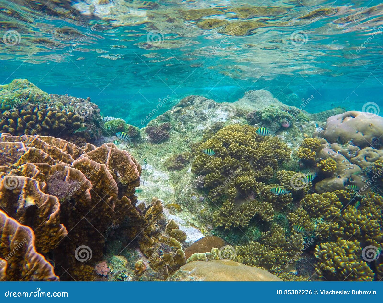 Underwater Landscape with Round Coral and Stone in Yellow and Brown ...