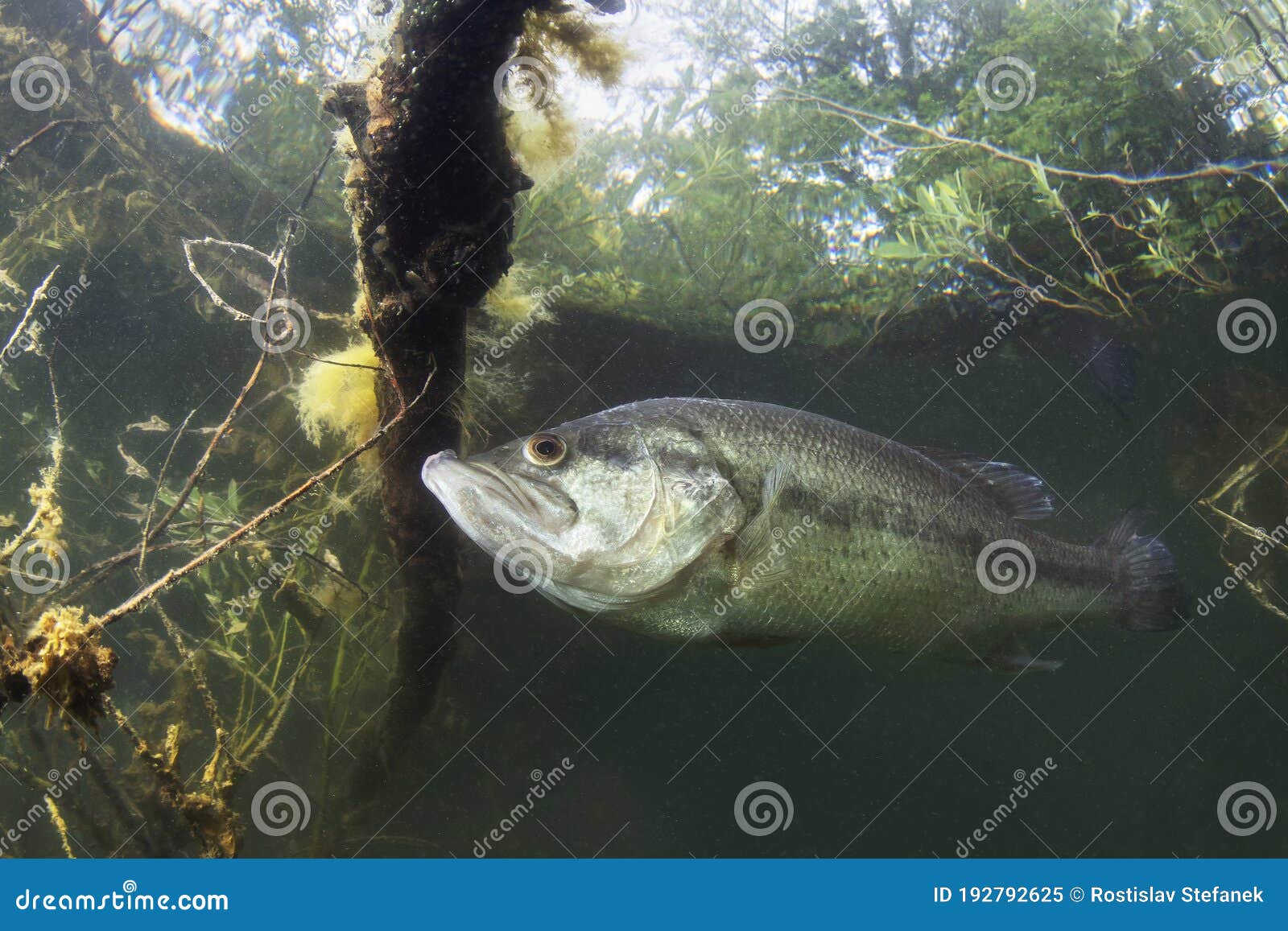 Underwater Largemouth Bass Micropterus Salmoides Stock Image