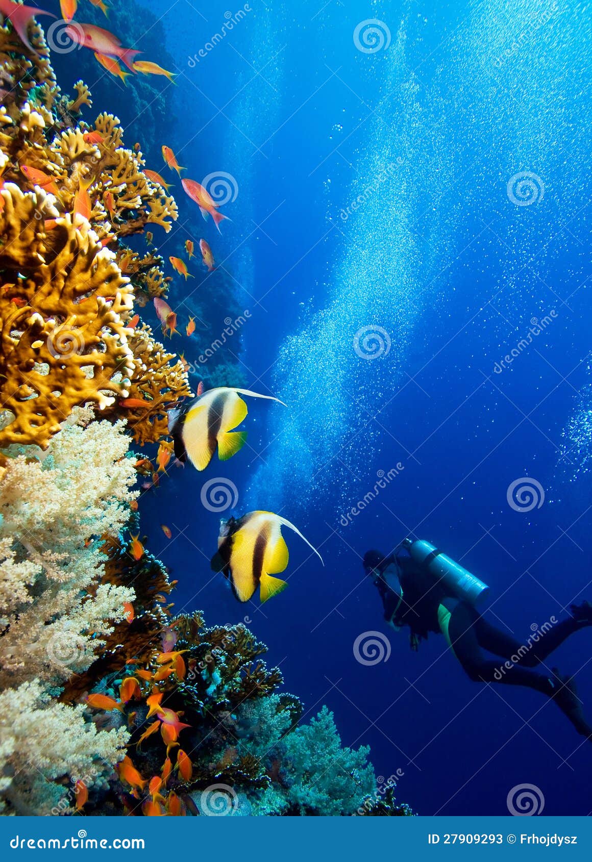 Underwater life stock image. Image of reef, butterflyfish - 27909293