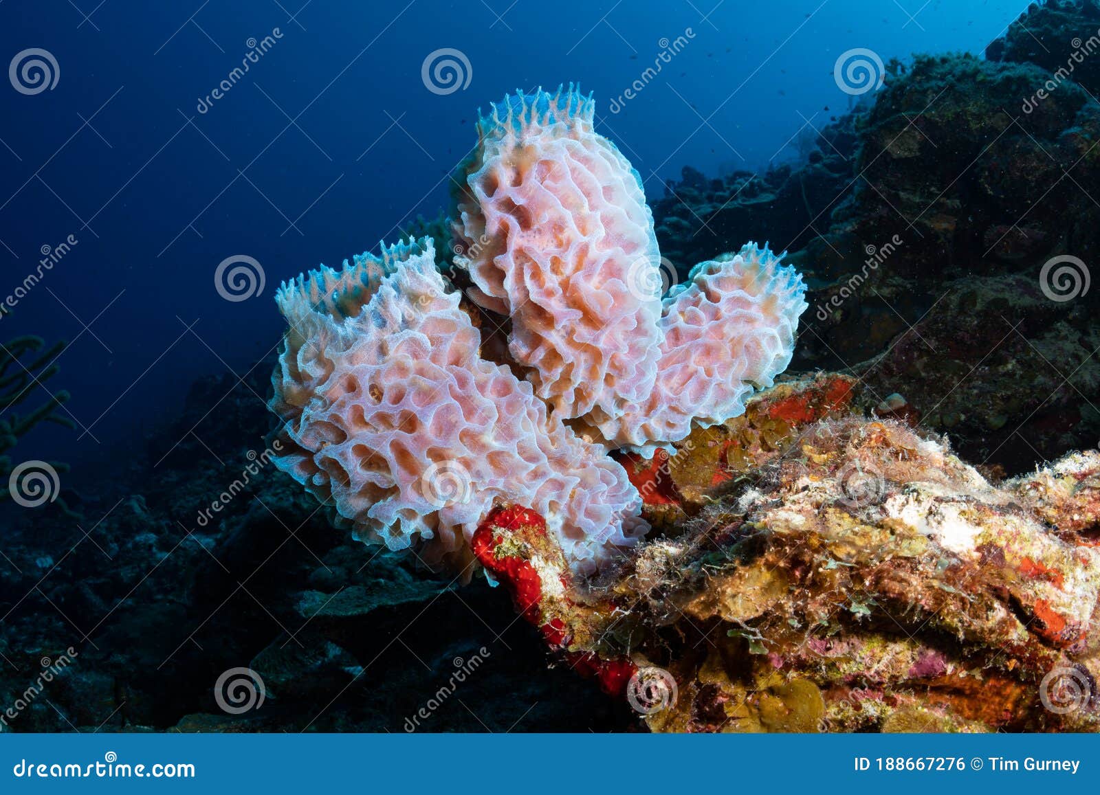 underwater life on the dutch caribbean island of bonaire