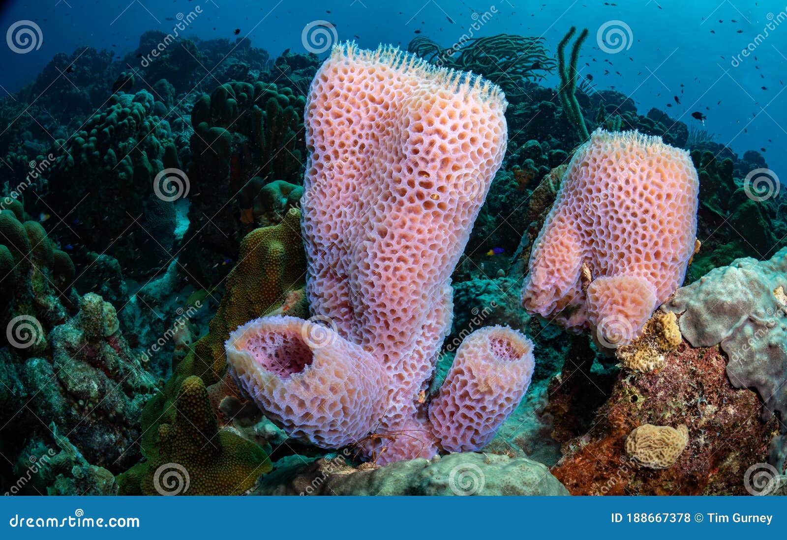 underwater life on the dutch caribbean island of bonaire