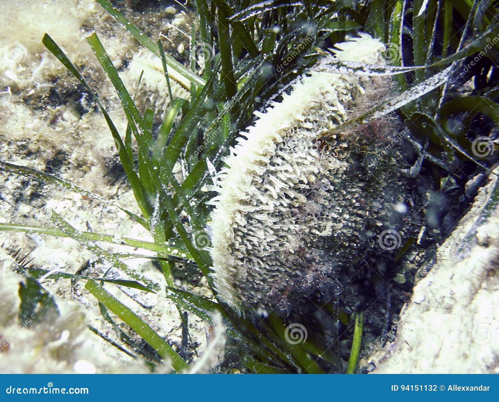 underwater life, noble pen shell, pinna nobilis