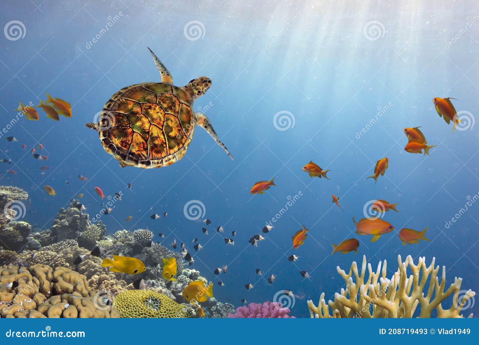 Underwater Life of Red Sea in Egypt Stock Image - Image of aquatic ...