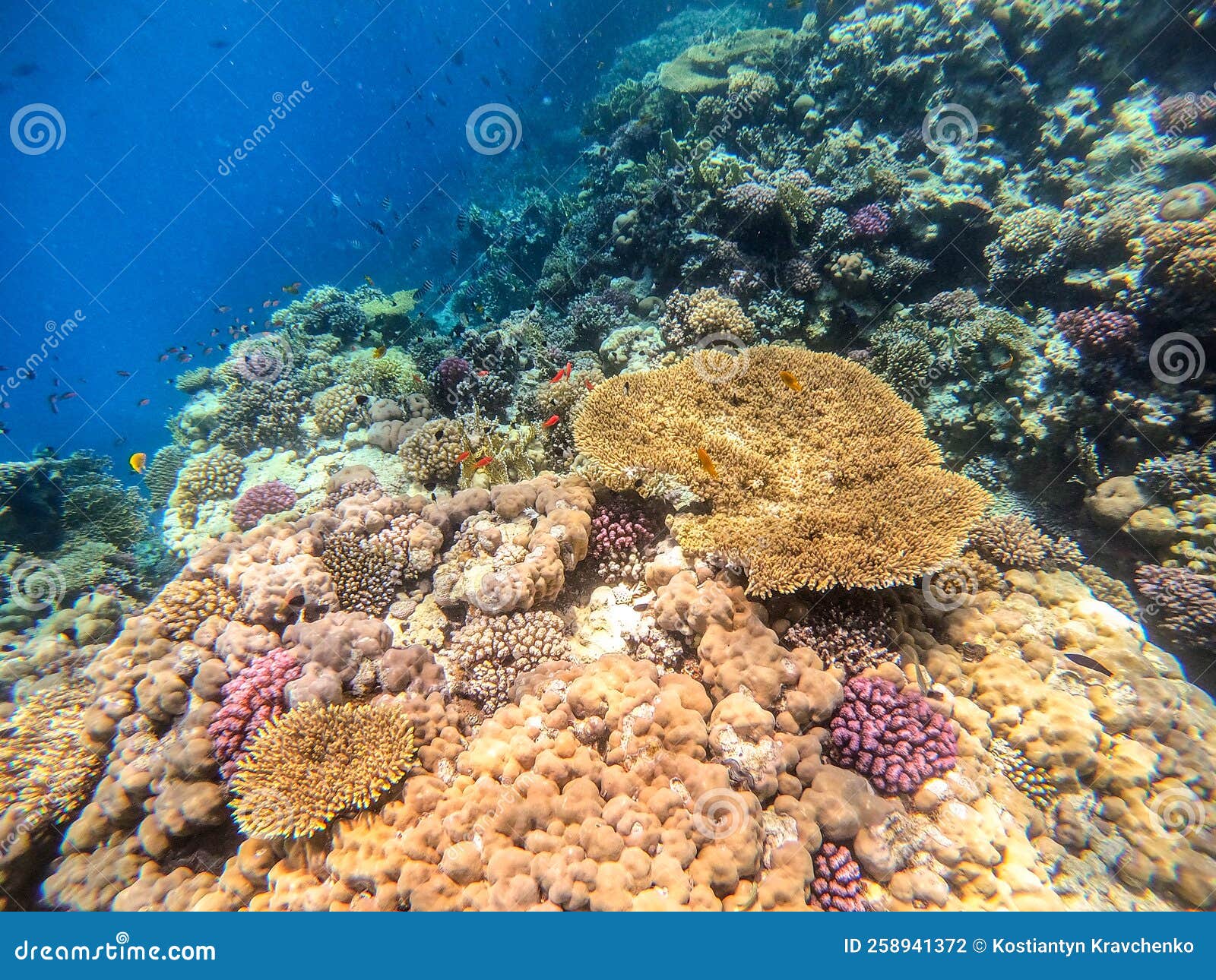 Underwater Life of Reef with Corals, Shoal of Lyretail Anthias ...