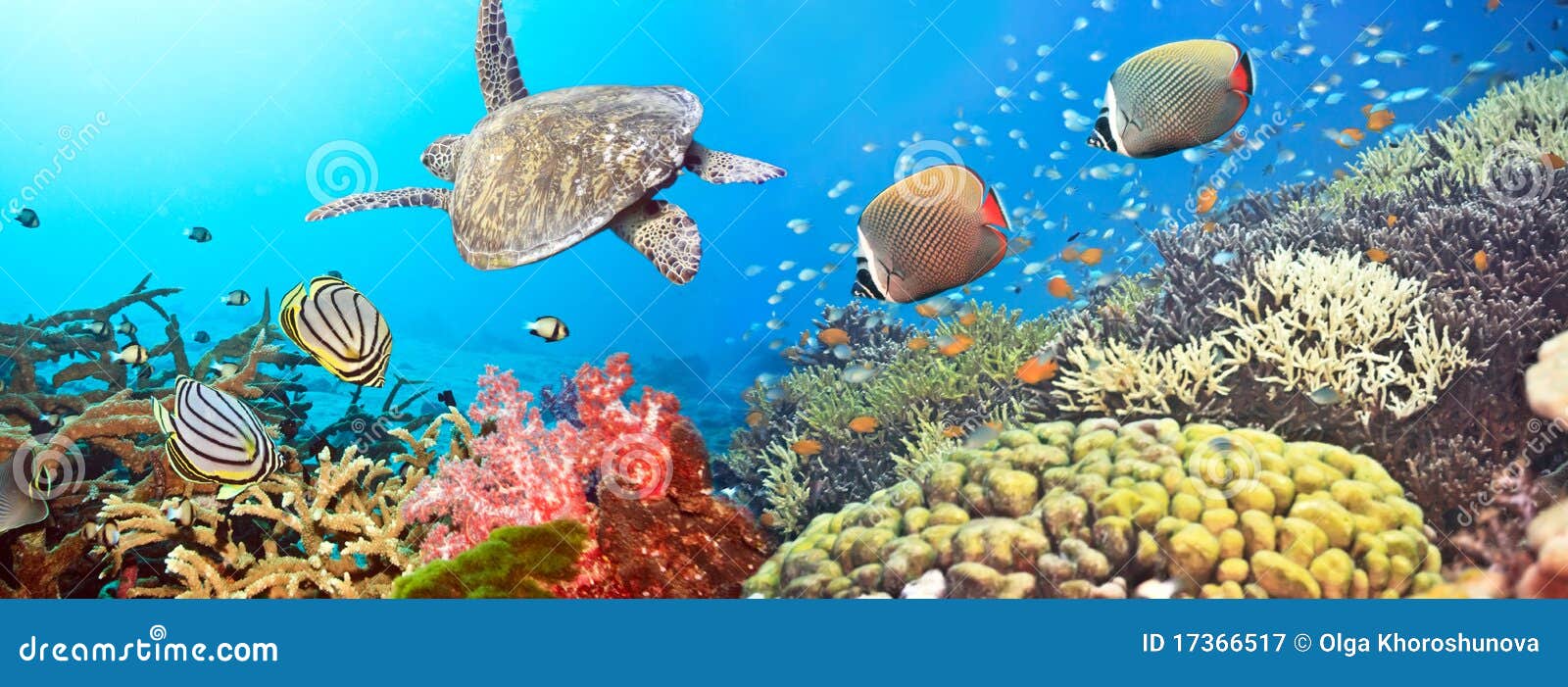 underwater panorama