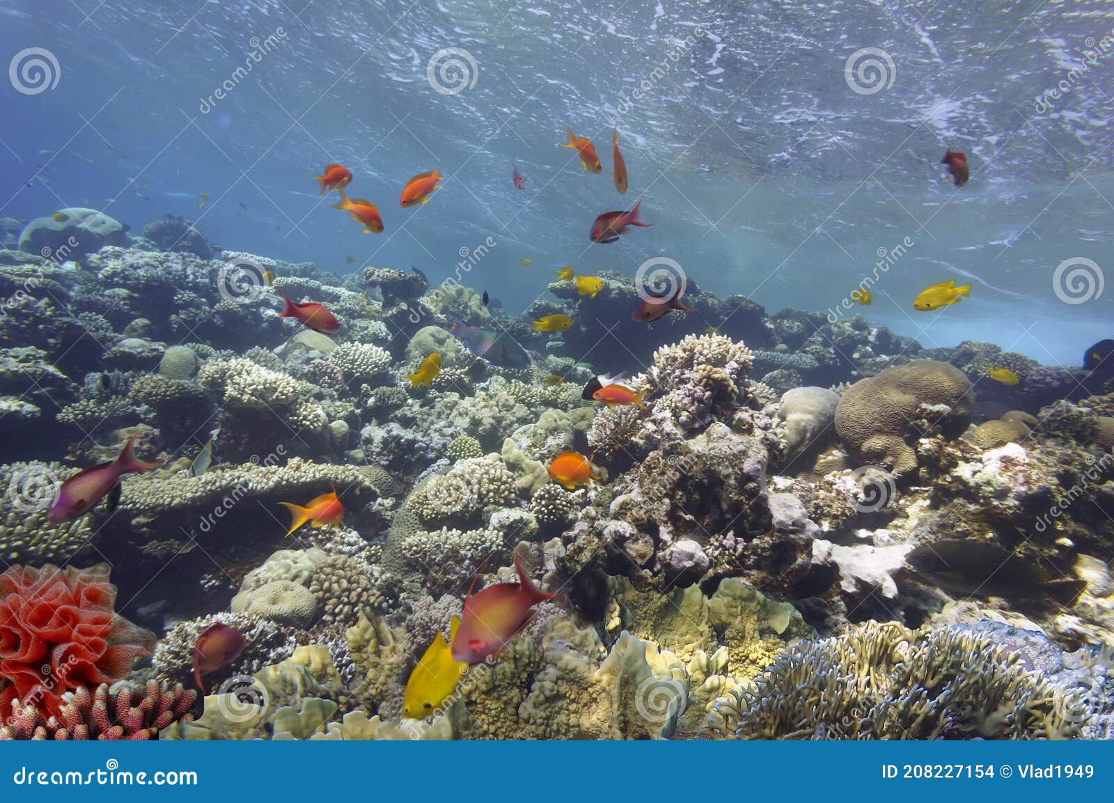 Underwater Panorama in a Coral Reef with Colorful Tropical Fish Stock ...
