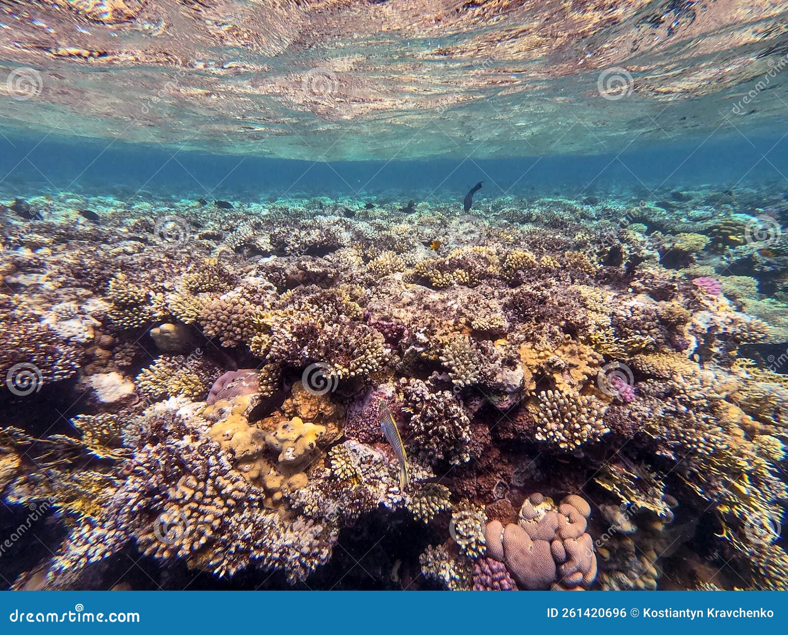 underwater life of reef with corals and tropical fish. coral reef at the red sea, egypt