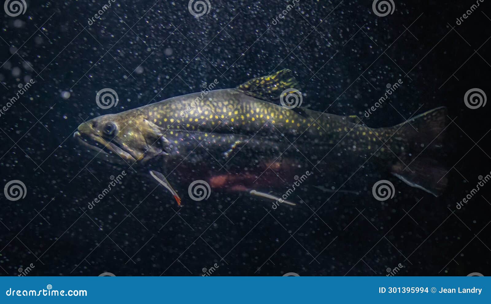 Speckled Trout Underwater Stock Photos - Free & Royalty-Free Stock Photos  from Dreamstime