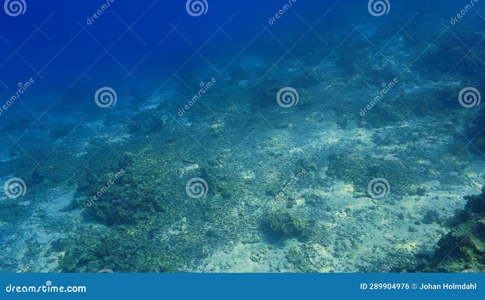 Underwater Photo of a Dead Coral Reef Stock Photo Image of aquarium
