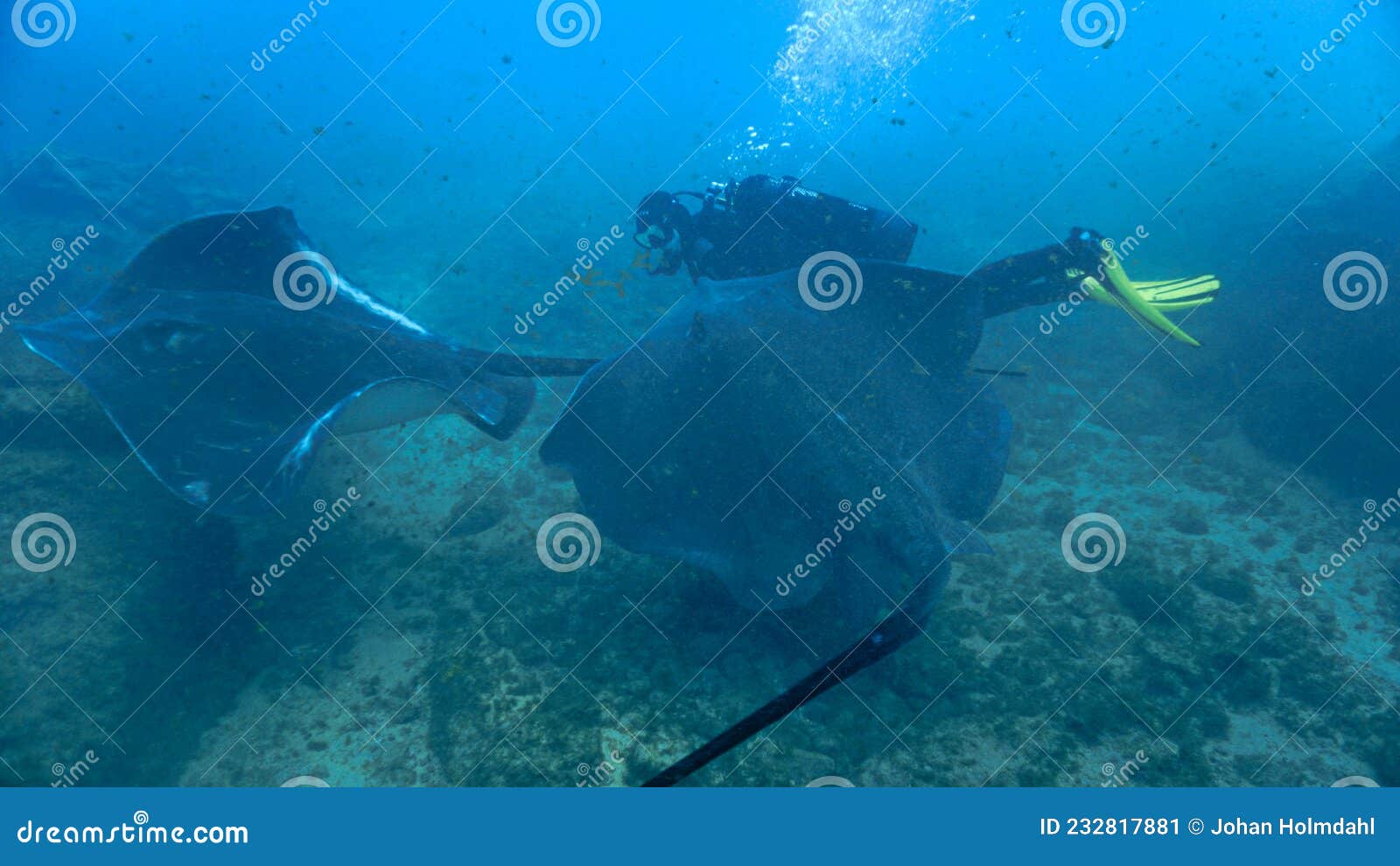 Feeding of Stingrays in the Ocean Stock Image Biology Diagrams