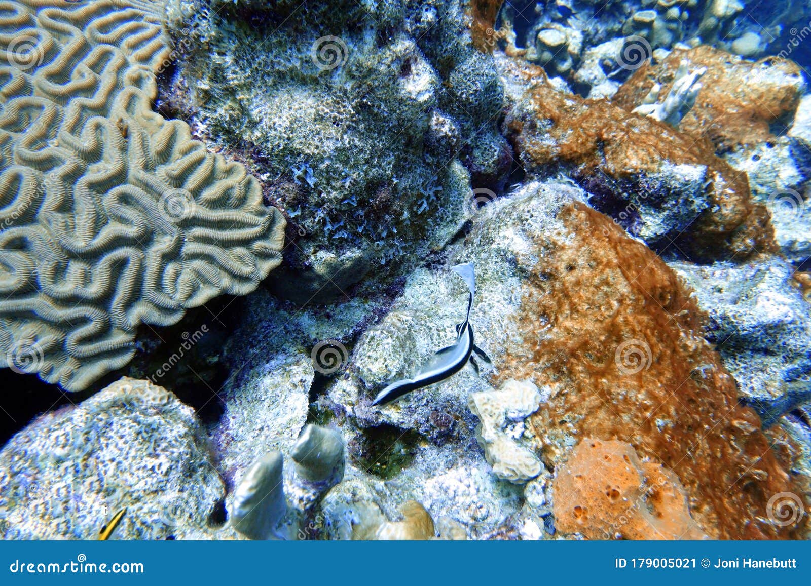 An Underwater Photo of a High Hat Fish Stock Image Image of marine