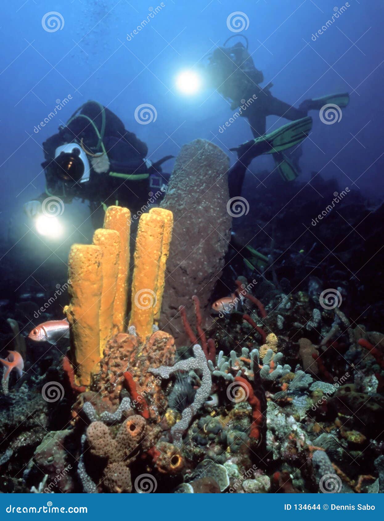 underwater photographers