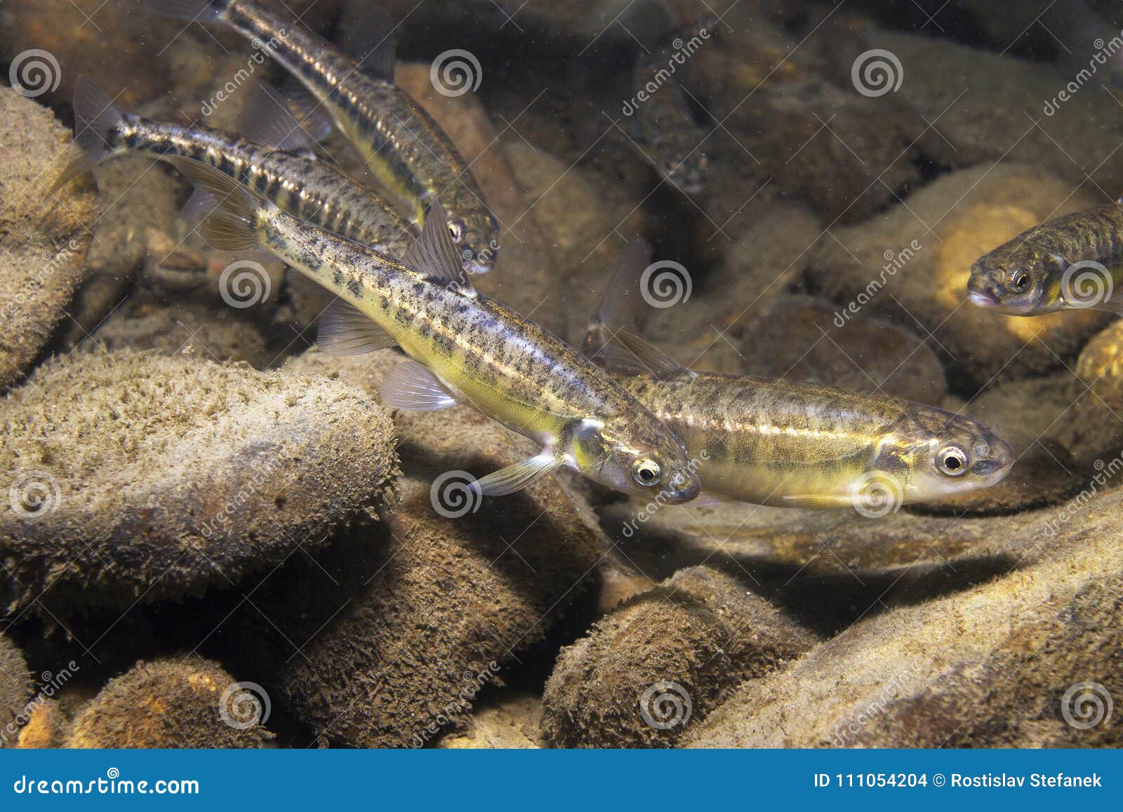 386 Minnow Underwater Stock Photos - Free & Royalty-Free Stock Photos from  Dreamstime