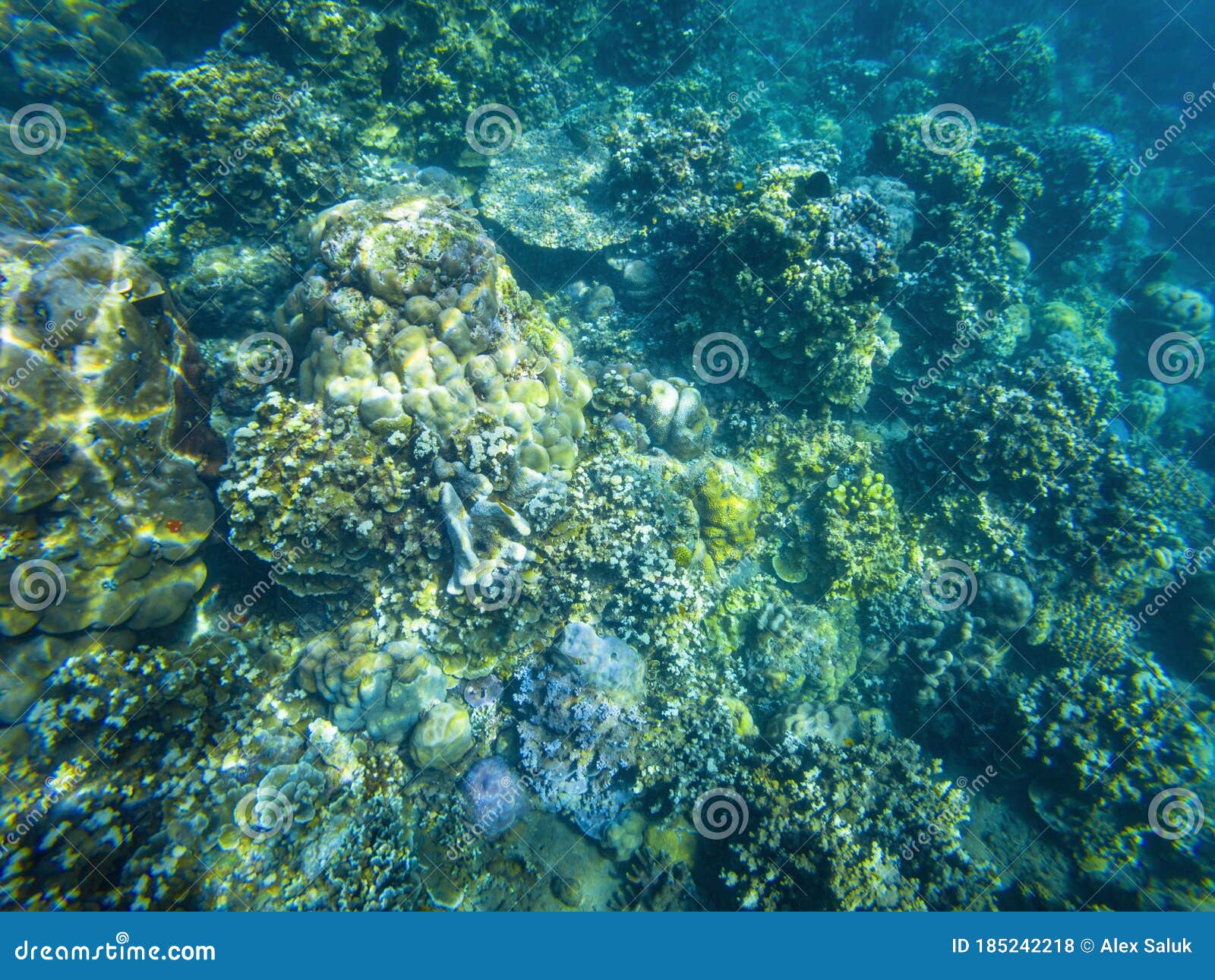 Underwater Photography on Jemeluk Bay in Amed on Bali Island Stock ...