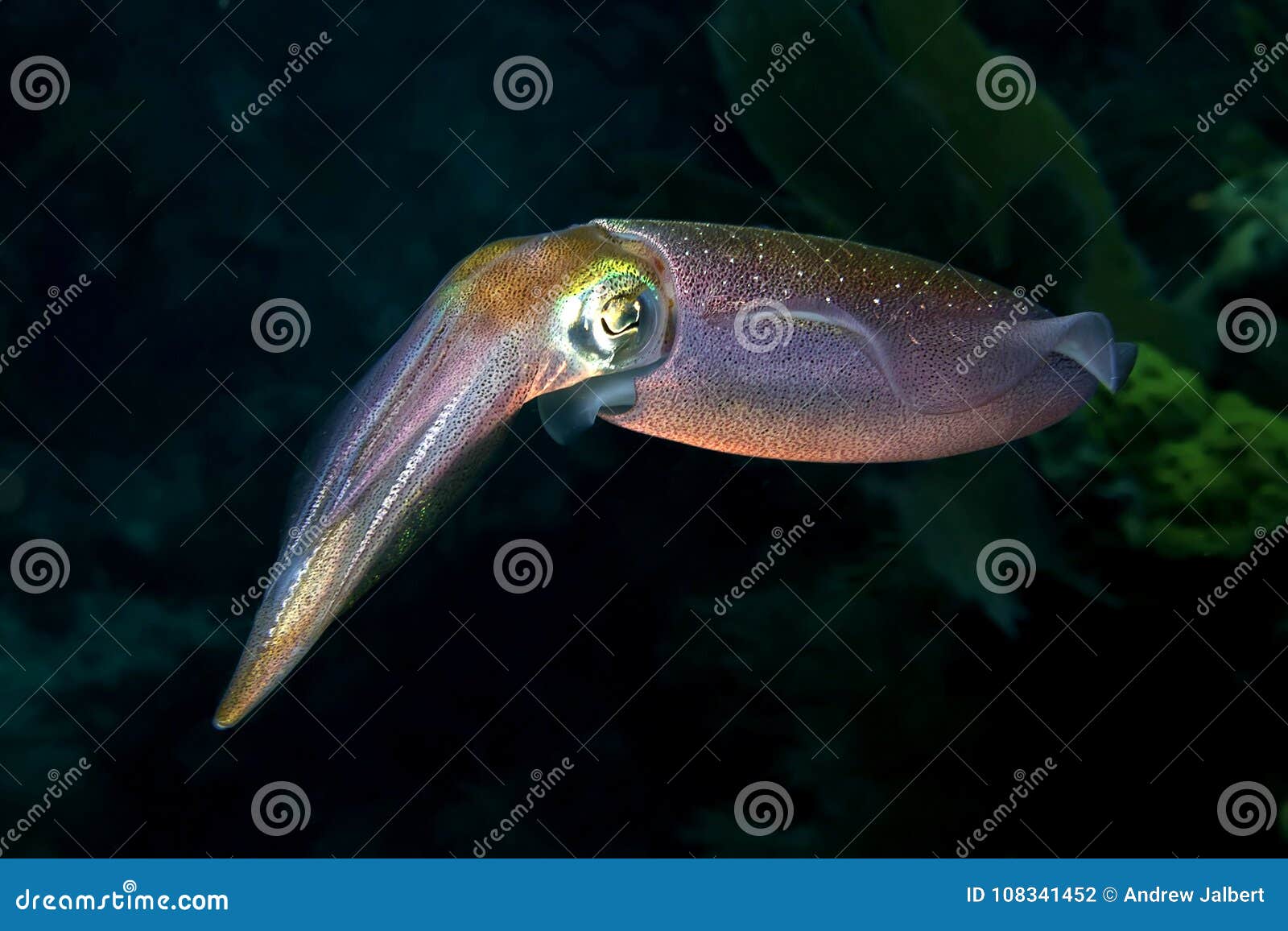 underwater reef squid, sepioteuthis sepioidea, key largo florida