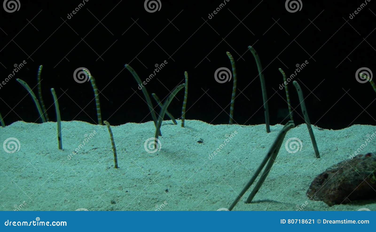 Underwater Sand Worm in Aquarium Stock Video - Video of
