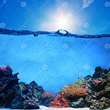 Underwater Scene. Coral Reef, Blue Sky Stock Image - Image of water ...