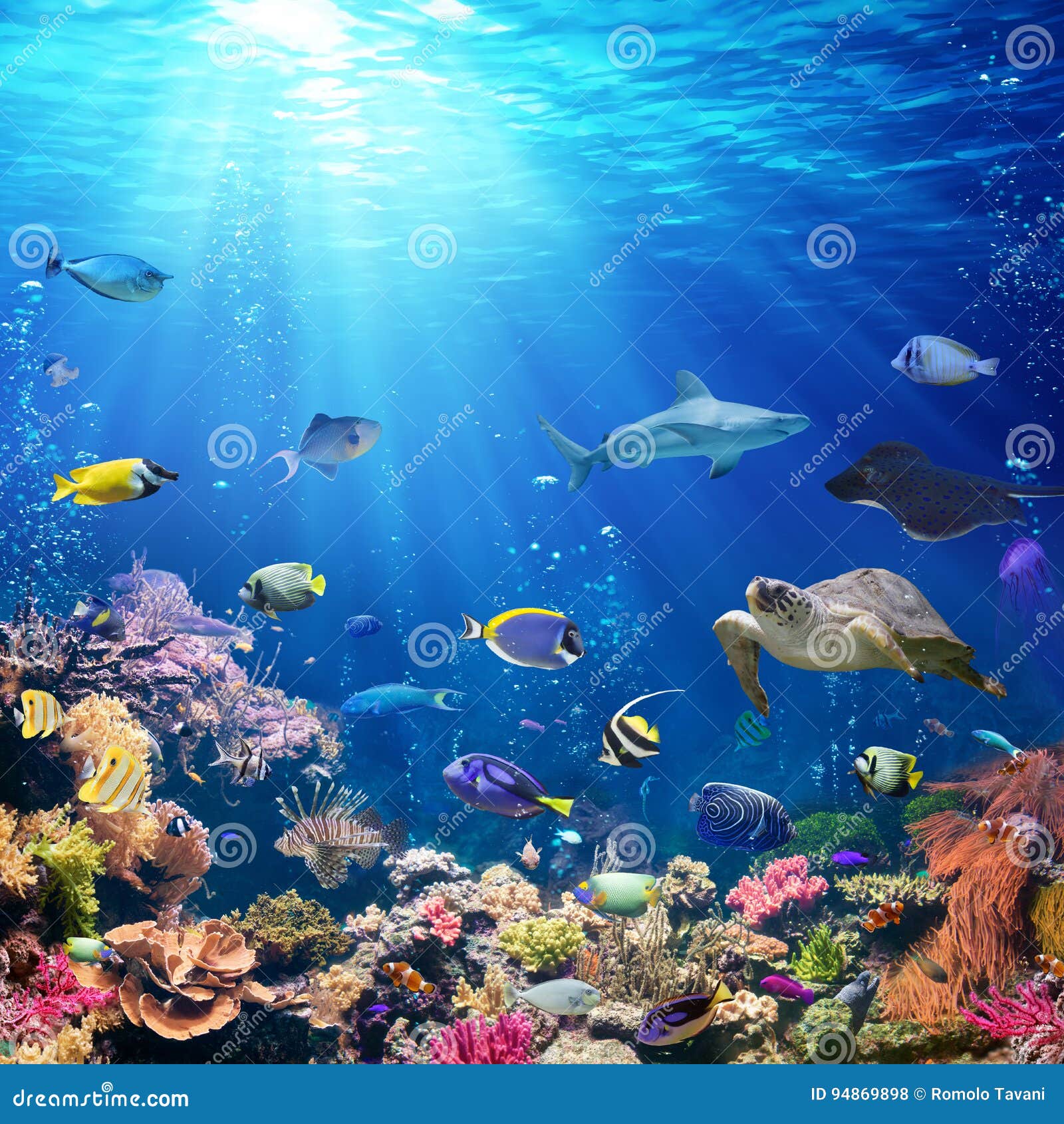 underwater scene with coral reef