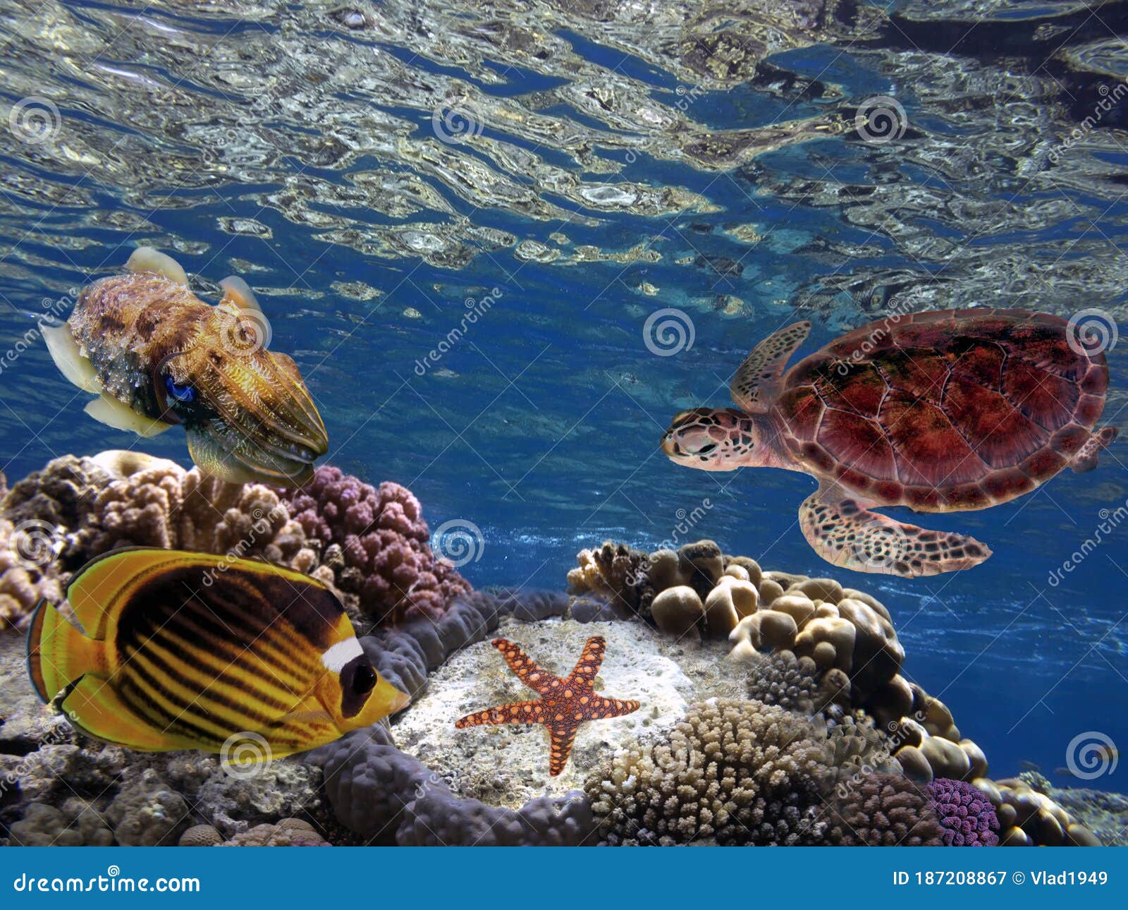 Underwater Scene. Coral Reef and Turtle in Clear Ocean Water Stock ...