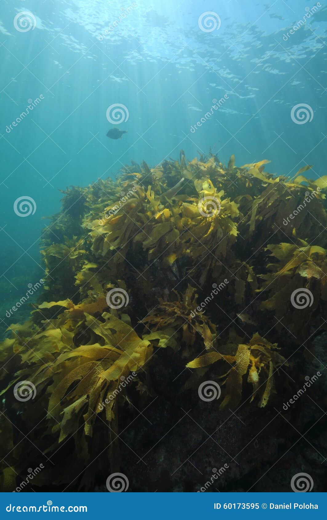 underwater scenery in temperate sea