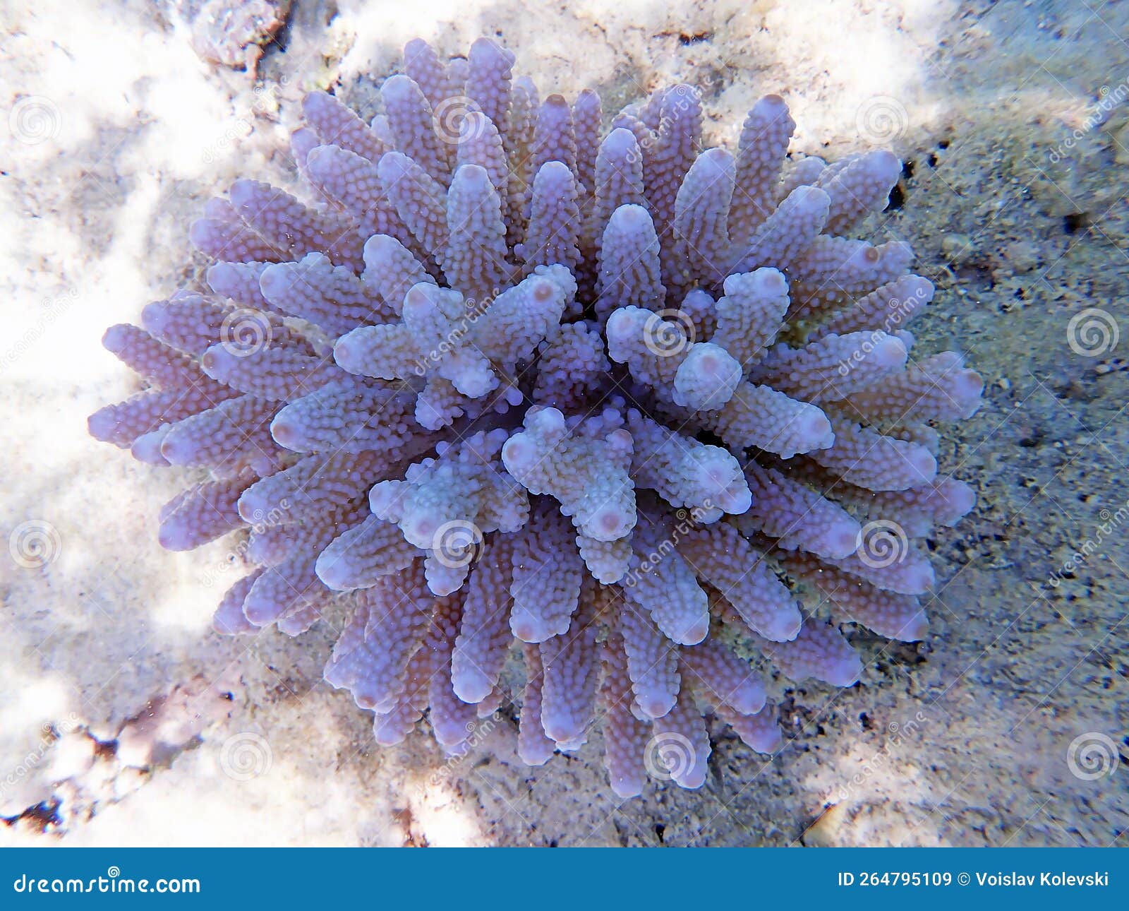 Underwater Scenes on Acropora SPS Coral Colony into the Sea Stock Image -  Image of aquarium, biodiversity: 264795109