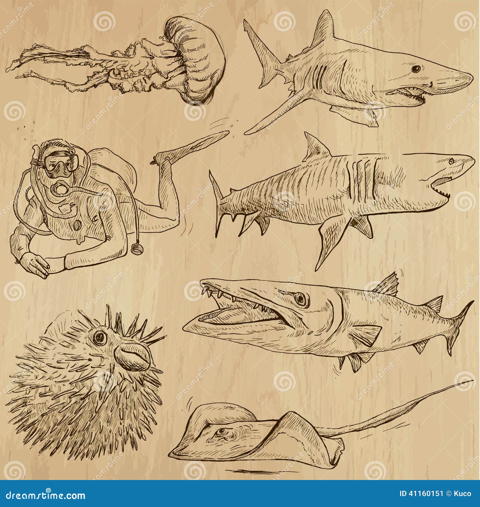 Marine life drawing cute handdrawn sketch, png | PNGWing