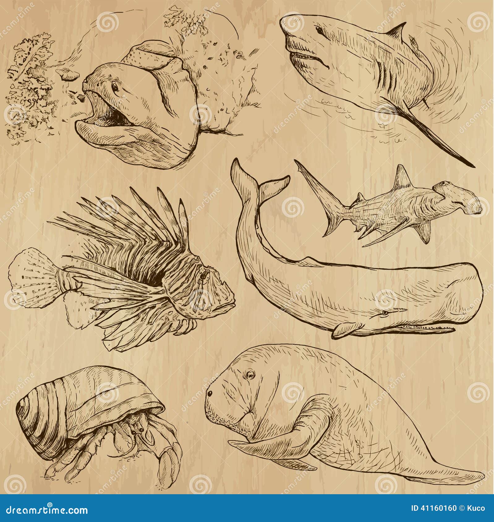 Sea life line drawing illustration - Stock Illustration [65360603] - PIXTA