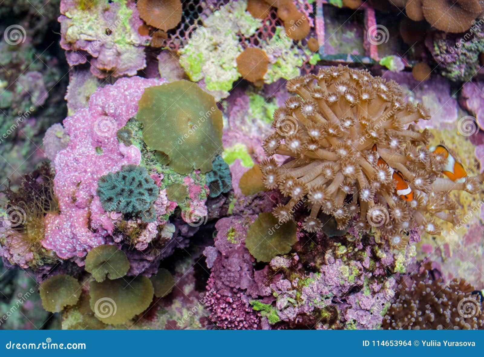 Underwater Sea and Ocean Wildlife Coral Reef and Fish Stock Photo ...