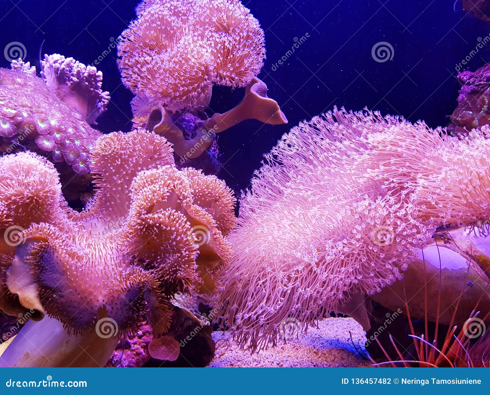 Premium collection of Background pink coral For your design needs