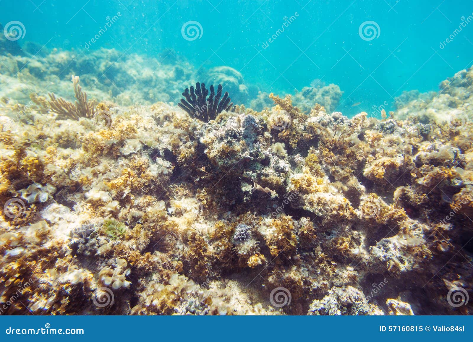 Underwater Seabed Reef Background Stock Image Image of soft, marine