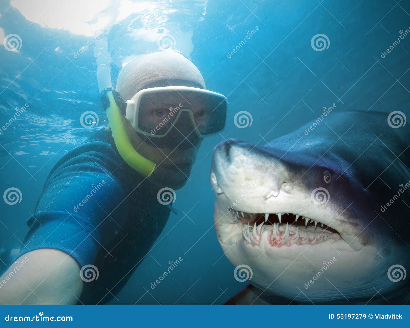 /pictures/mad-shark-scuba-div