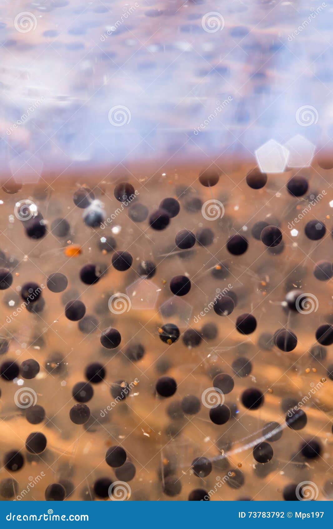 Underwater Shot Of Frog Eggs At A Flood Meadow Stock Image 