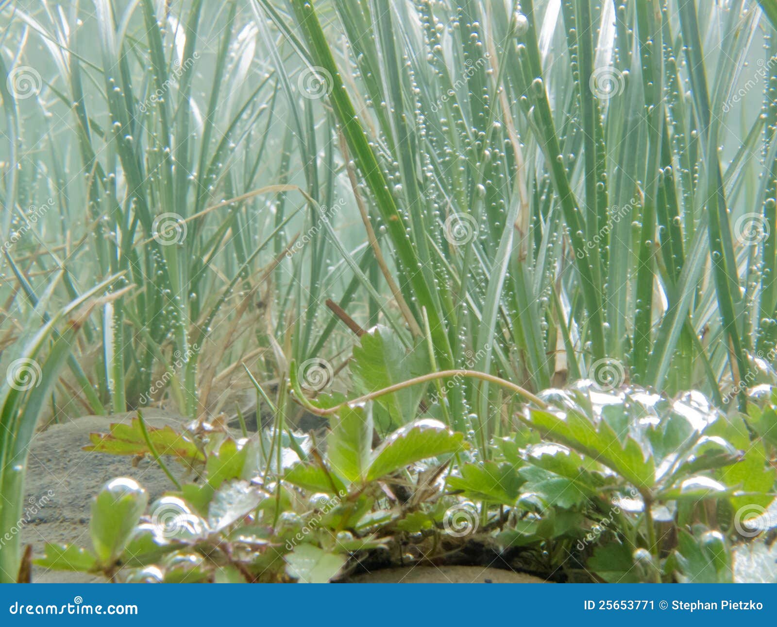 Underwater Shot of Submerged Grass and Plants Stock Image Image of