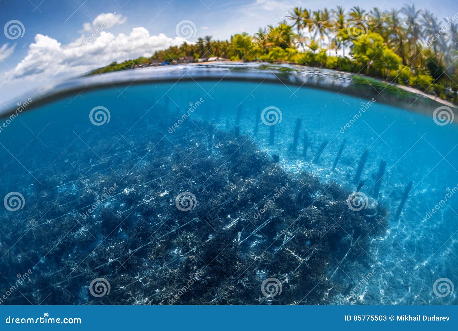 Underwater Split Shot of the Sea Weed Garden Stock Image - Image of blue,  bottom: 85775503